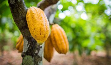 Recebimento de cacau cresce 61% no início de 2026, mas moagem segue estagnada e expõe gargalo na demanda