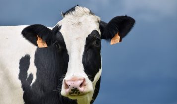 Vacas estão produzindo Leite Alucinógeno; Veja o motivo!