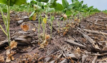 Chuvas irregulares e altas temperaturas causam preocupação aos produtores rurais