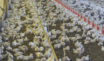 Líder francês na produção de aves busca mais aumentos de preço de dois dígitos nos custos
