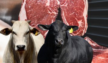 Afinal, qual é a carne bovina produzida no Brasil