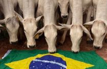Dia Nacional da Pecuária