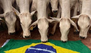 Dia Nacional da Pecuária