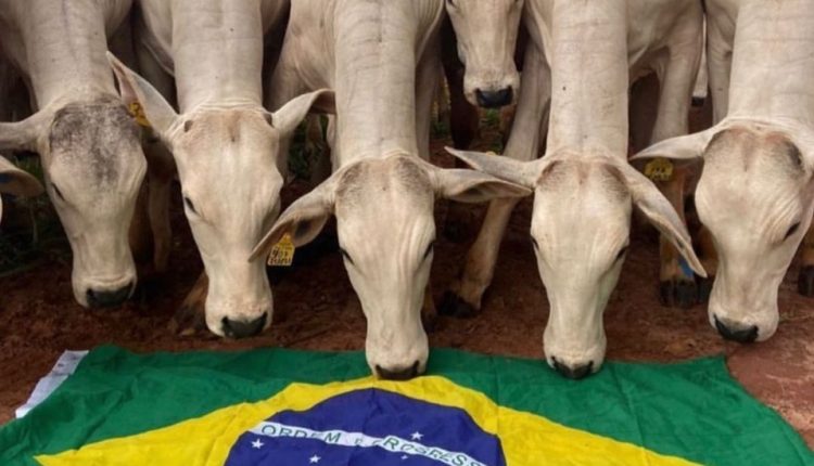 Dia Nacional da Pecuária