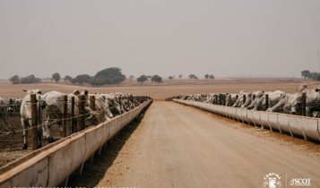 Confinamento AGROJEM - Miranorte-TO