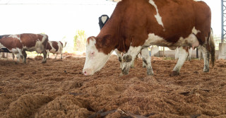 Cresce interesse por reprodutores Simental com aptidão leiteira - vaca leiteira