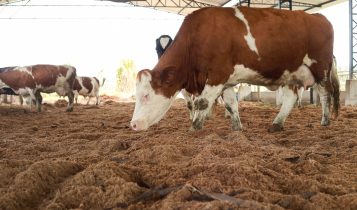 Cresce interesse por reprodutores Simental com aptidão leiteira - vaca leiteira