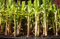Irrigação em cana pode estabilizar produtividade