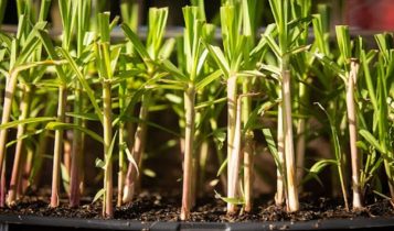 Embrapa desenvolve primeira cana genética do mundo
