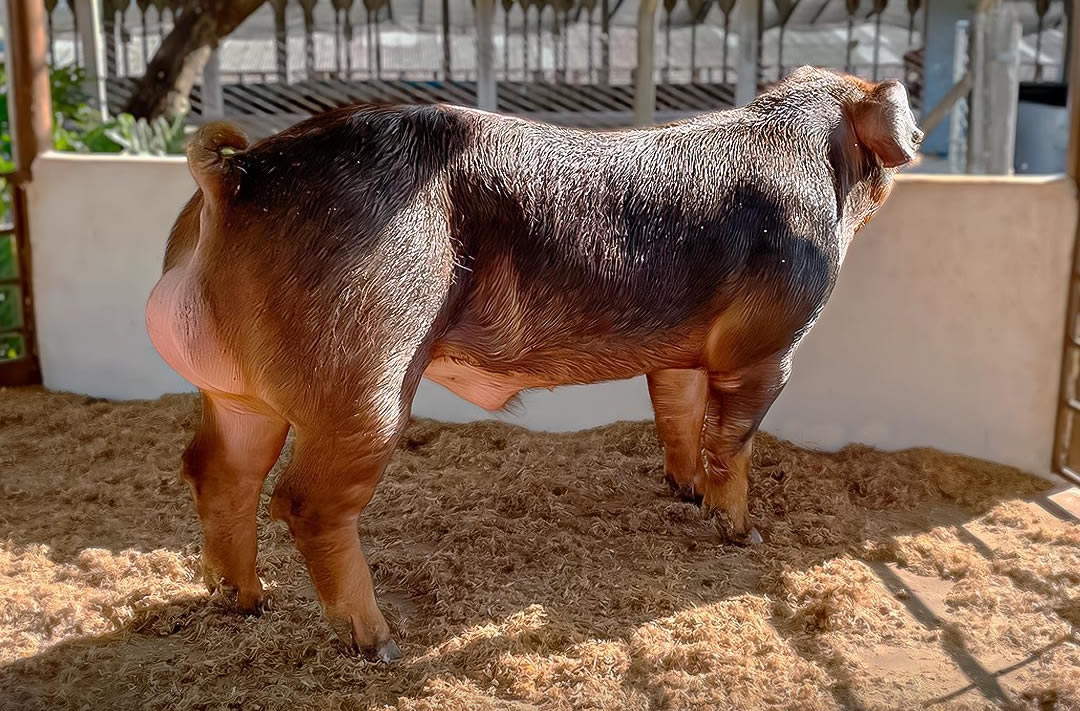 Granja Peru de Suínos - raca Duroc PO