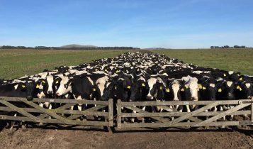 Governo quer abater 200.000 vacas após pressão vegana