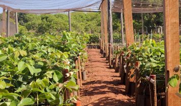CNA pede renegociação de dívidas de agricultores atingidos pelo clima