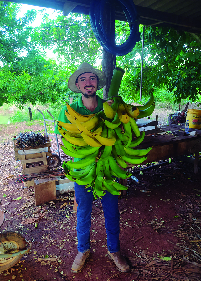 Nova cultivar de banana-da-terra reúne alta produtividade e qualidade alimentar 1