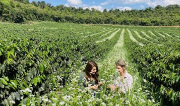 Cafeicultura Regenerativa é Tendência Global