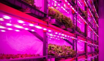 A fazenda rosa cresceu: Pink Farms atrai a SLC para multiplicar produção