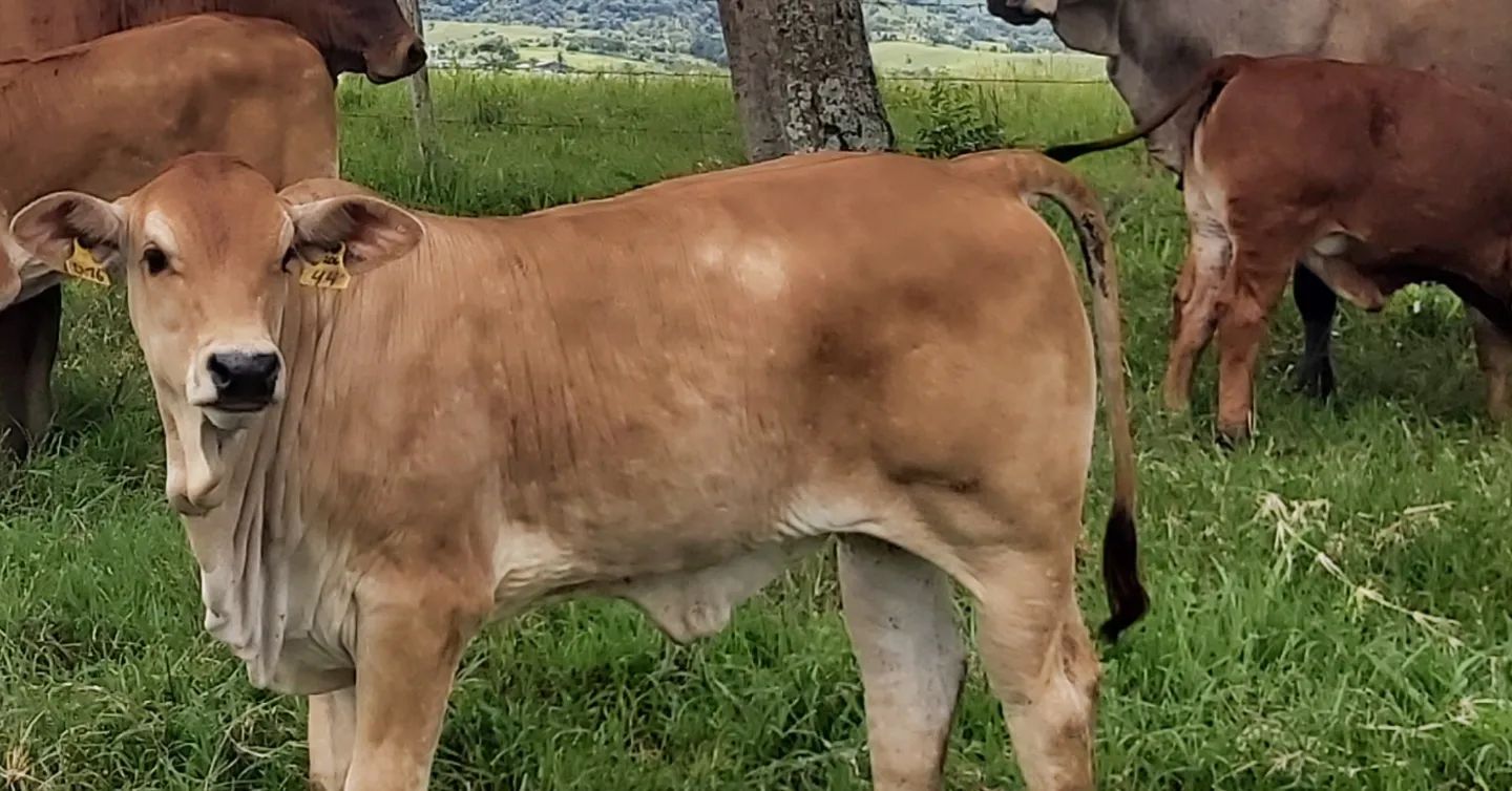 Quando mistura Simental com Nelore pode esperar coisa boa.