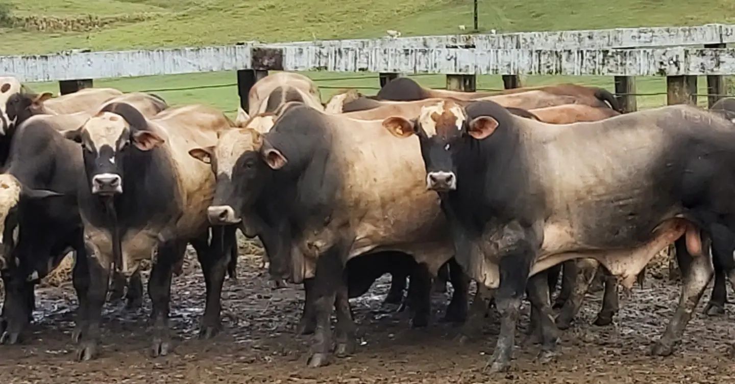 Quando mistura Simental com Nelore pode esperar coisa boa.