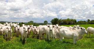 Terminação intensiva a pasto - arroba mais barata e economicamente sustentável