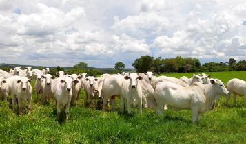 Terminação intensiva a pasto - arroba mais barata e economicamente sustentável