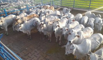 Animais terminados em sistemas intensivos foram avaliados na 18ª etapa do Circuito Nelore de Qualidade