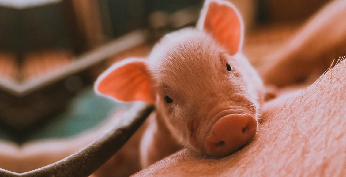 suino suinocultura - porquinho