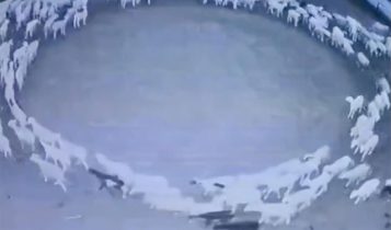 Mistério de ovelhas andando em círculo por 12 dias pode ter sido resolvido