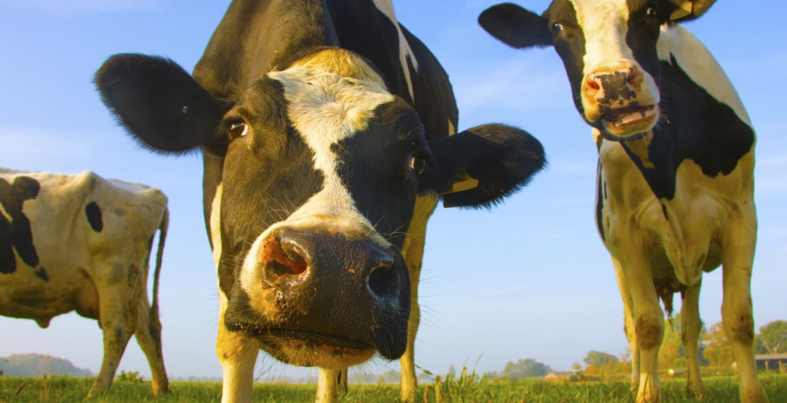 close vacas holandesas assustadas