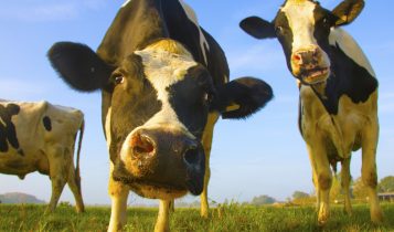 close vacas holandesas assustadas