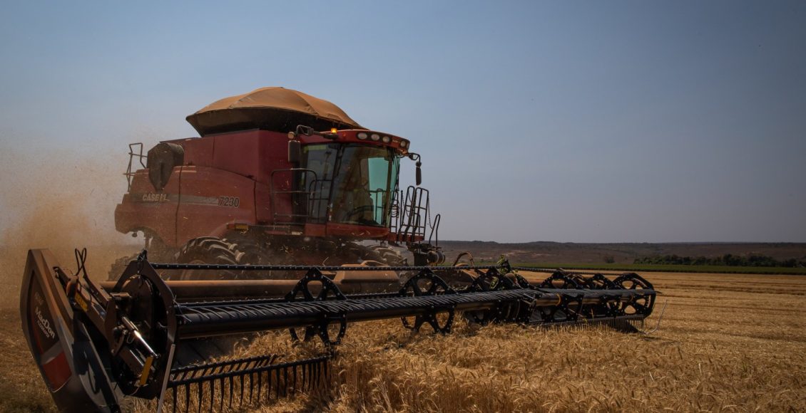 colheita de trigo - colhedora lavoura de trigo