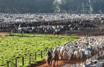 dia de embarque de gado nelore no confinamento - vaqueiros conduzindo boiada