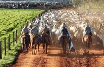 dia de embarque de gado nelore no confinamento - vaqueiros conduzindo boiada