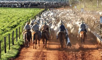 dia de embarque de gado nelore no confinamento - vaqueiros conduzindo boiada