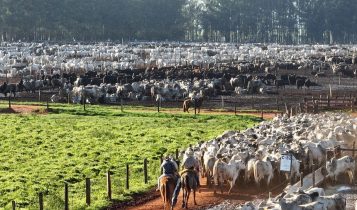 dia de embarque de gado nelore no confinamento - vaqueiros conduzindo boiada