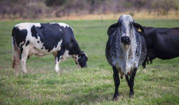 MT: Governo entrega novilhas prenhas de raça leiteira para agricultura familiar
