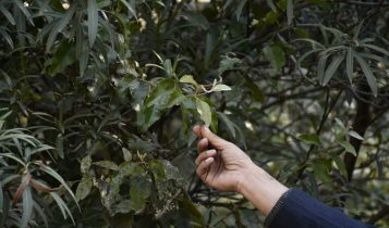 Como livrar a lavoura da planta erva-de-passarinho