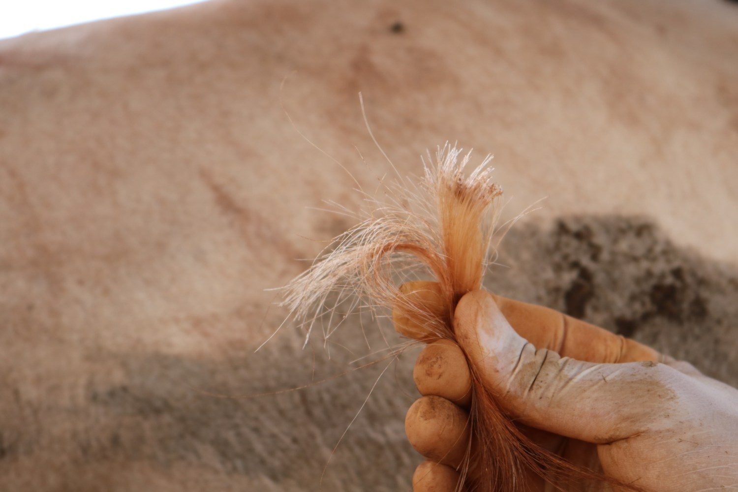 extracao de pelos do rabo do canchim para avaliacao genomica