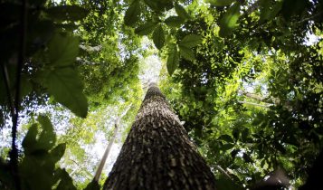 ‘Ninguém mexerá no Código Florestal’, diz secretário do MMA