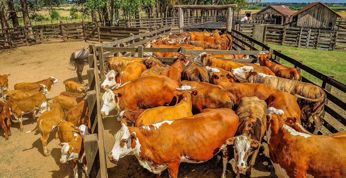 gado braford na Estância Rio Negro fotao