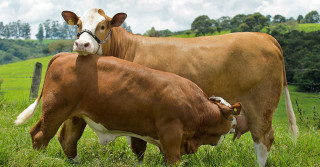 gado simental - vaca po amamentando bezerro ao pe 1