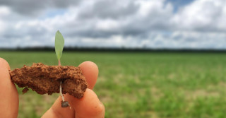 germinacao - 1 Cuidado na fase da germinação é importante na formação da pastagem