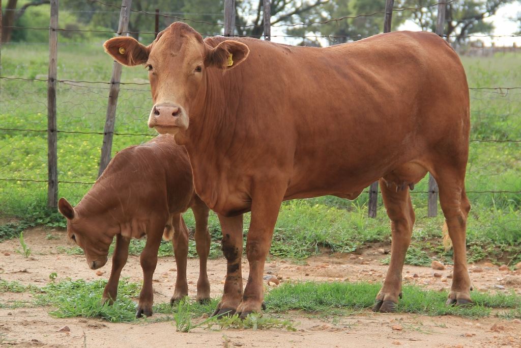 matriz da raca tuli com o bezerro ao pe - evidencia de boa mae ubere