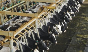 pecuaria leiteira com vacas holandesas do grupo sekita agro