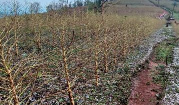 Vendavais e chuvas de granizo impactam lavouras em Minas Gerais