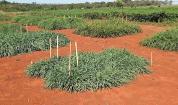 Banco Mundial de Sementes recebe material genético de pastagens da Embrapa