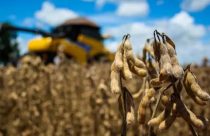 soja agricultores
