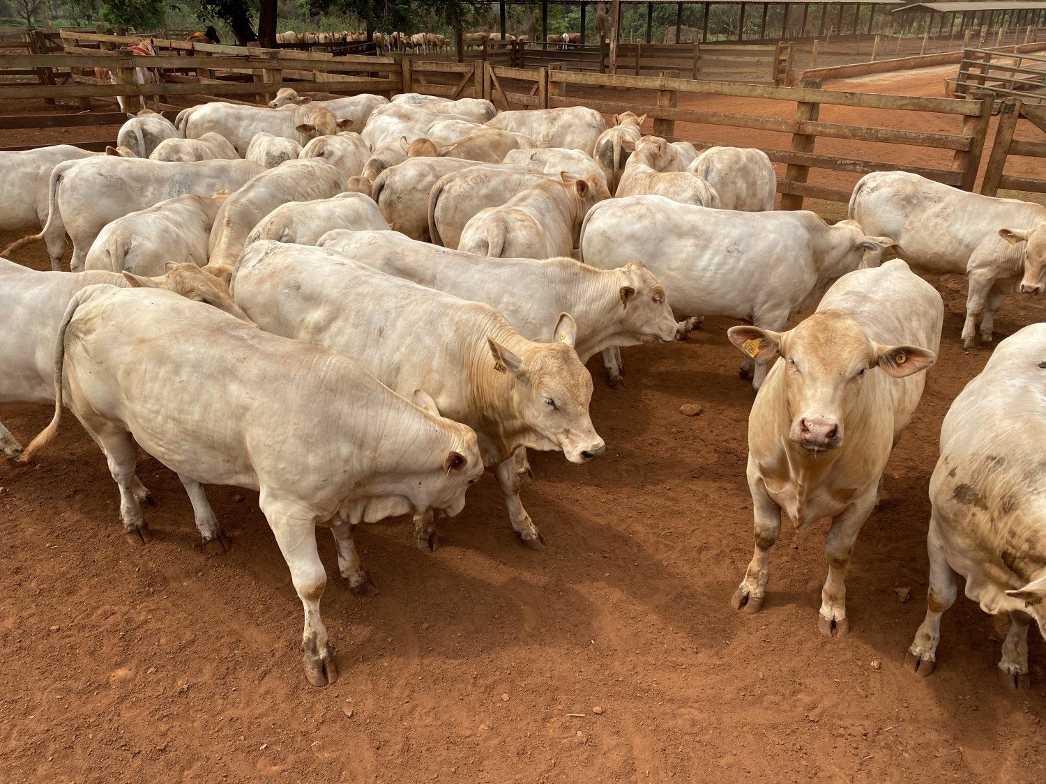 touros canchim na avaliacao de desempenho no iz