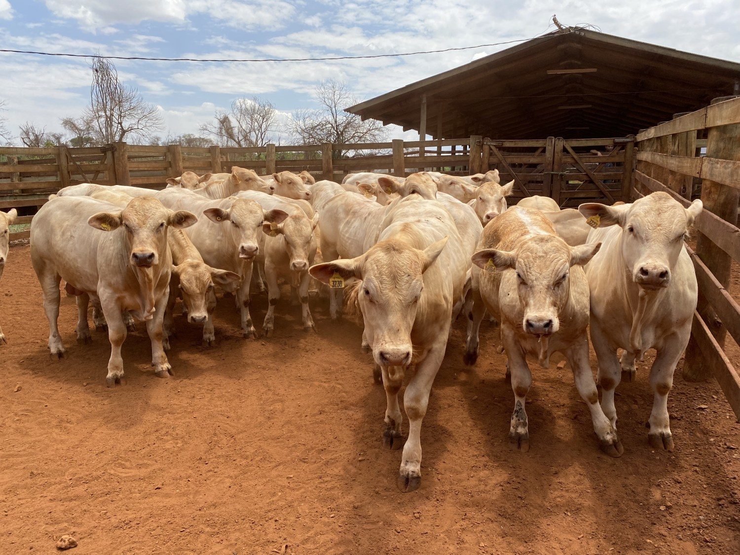 touros canchim na avaliacao de desempenho no iz