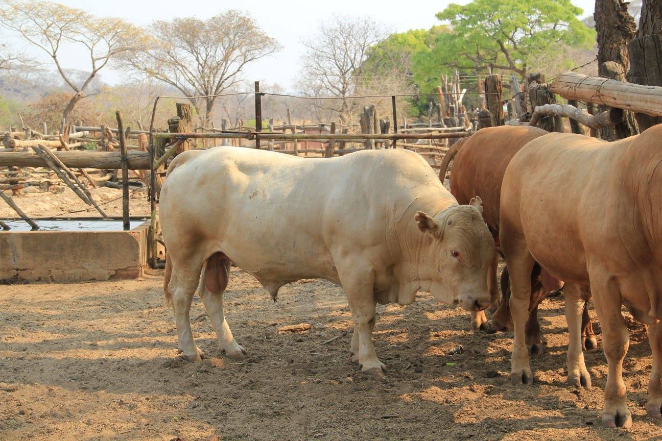 touros da raca Tuli - africana