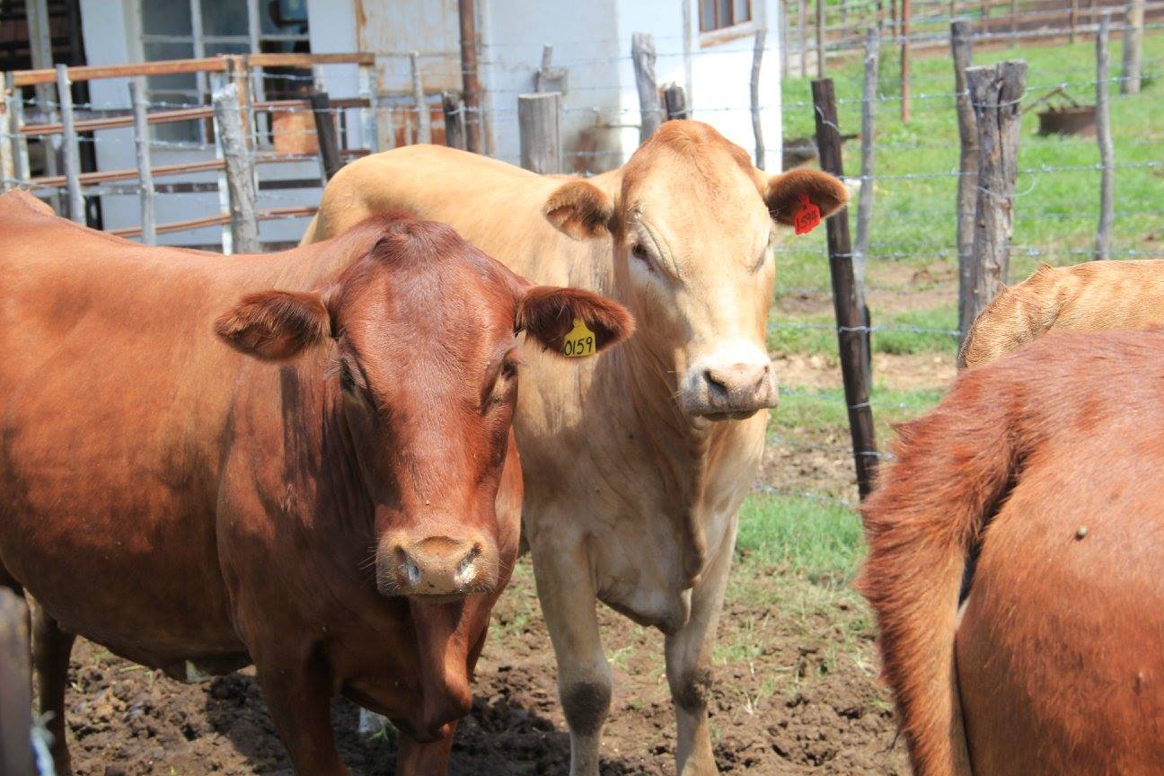 vacas em close da raca tuli