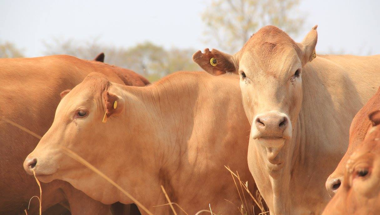 vacas em close da raca tuli